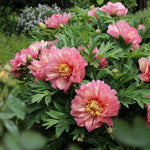 🌸 Rare Climbing Peony Bulbs 🪴 Big Full Blooms, Cold Hardy Perennial, Easy to Grow Garden Favorite 🔥 Buy 6 Get 6 Free Bulbs 🔥