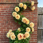 🌸 Rare Climbing Peony Bulbs 🪴 Big Full Blooms, Cold Hardy Perennial, Easy to Grow Garden Favorite 🔥 Buy 6 Get 6 Free Bulbs 🔥